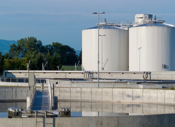 關于白蟻行為學的研究